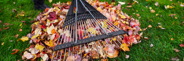 leaves on the grass